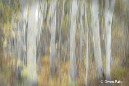 Aspen in Abstract