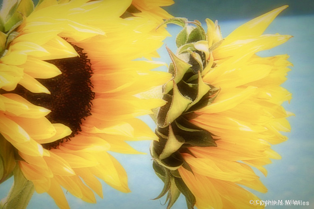 Wind Blown Sunflowers 