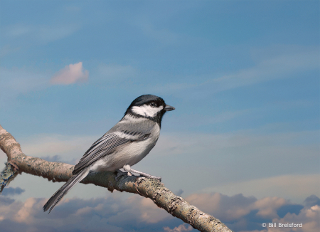 Bird on a Branch