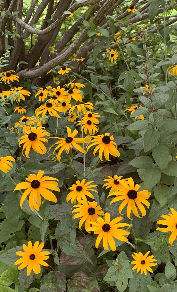 coneflowers 