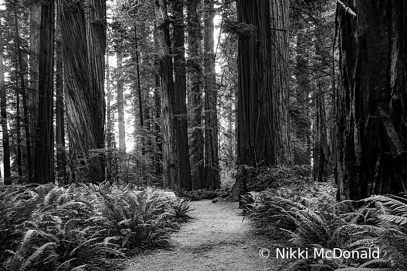 Redwoods and Ferns