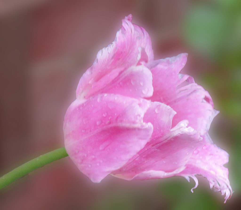 A Pink Tulip