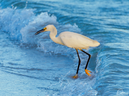 Snacking in the Surf