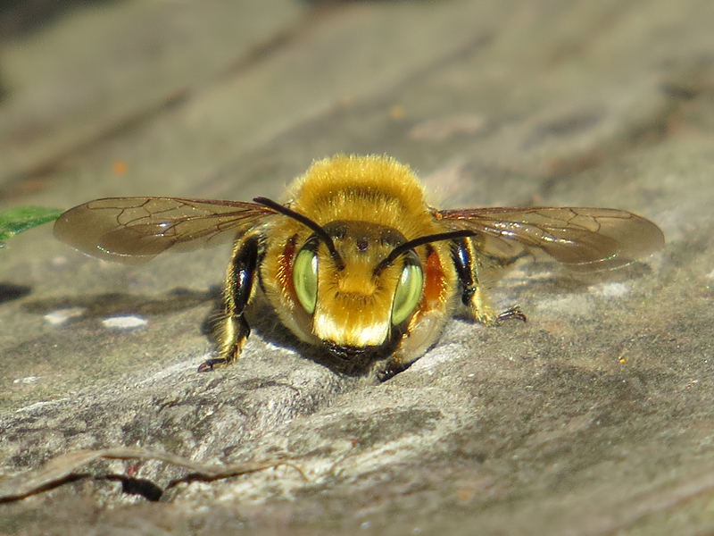 Bee