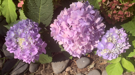 late summer blooms 