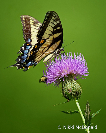 Swallowtail on Thistle