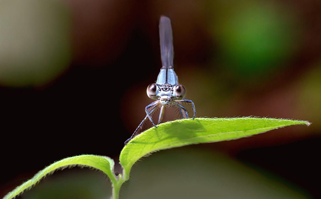 The Smiling Damselfly