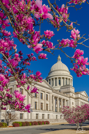 Capitol Blossoms