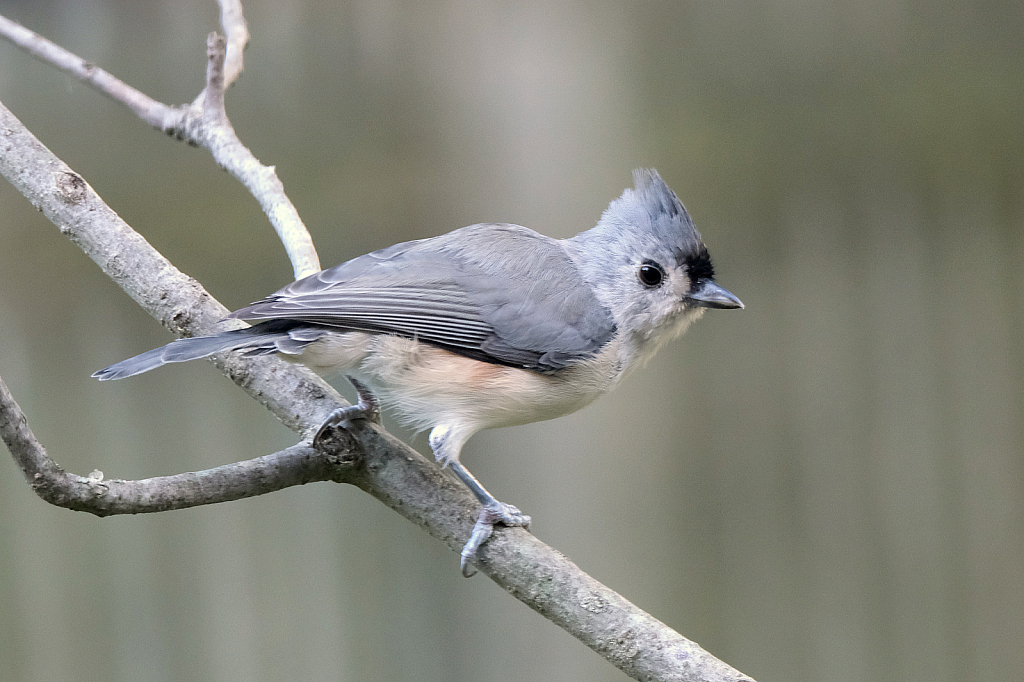 Tufted Titmouse