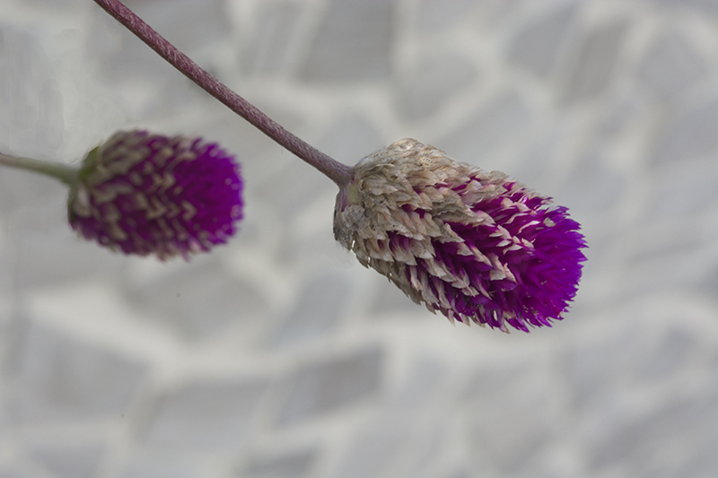 Allium