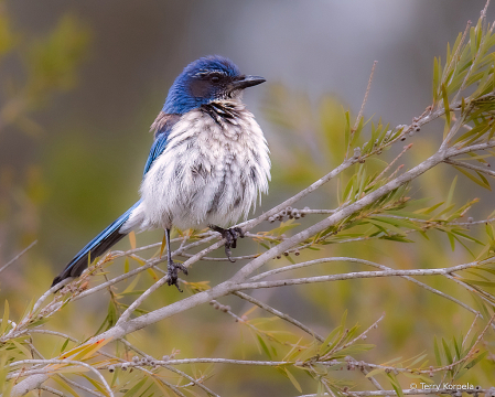 California Scrub-jay