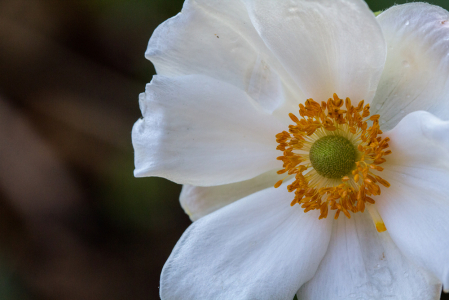 Japanese Anemone 