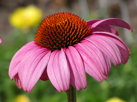 Coneflower 