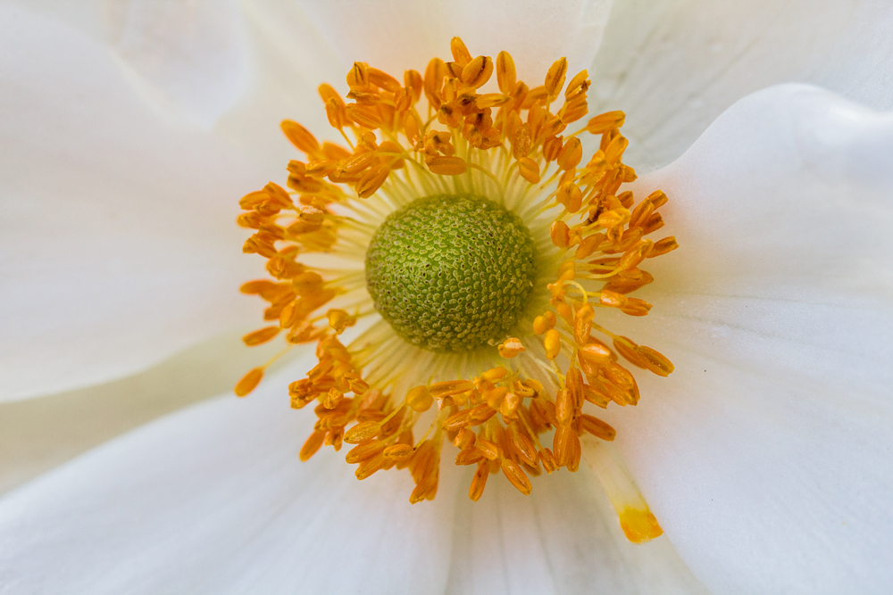 Japanese Anemone (2)