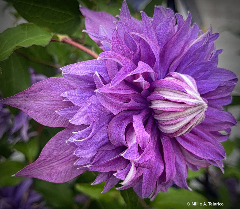 Clematis Bloom