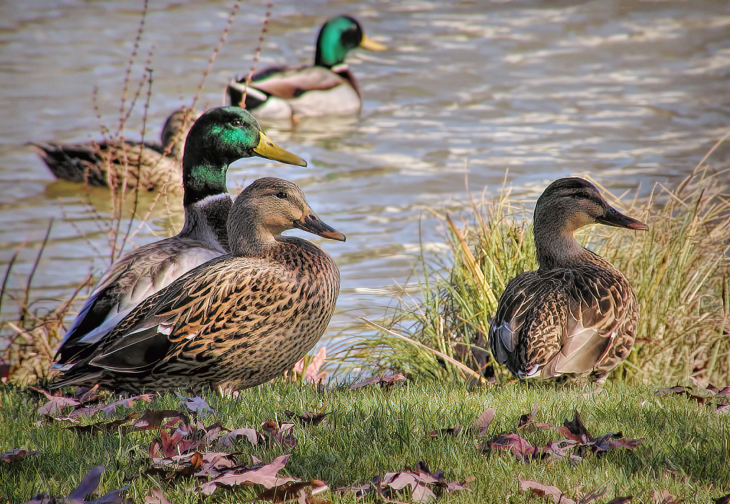 Mallards