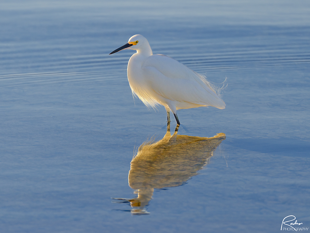 Early Morning Sunbather