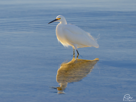 Early Morning Sunbather