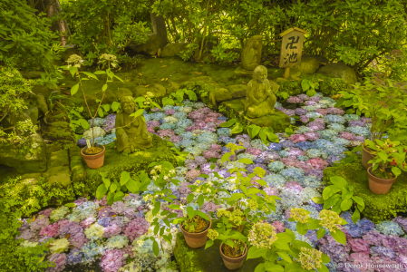 Pond with Water Hyacinths