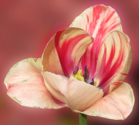 Striped Tulip