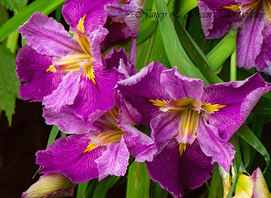 Purple Beauties