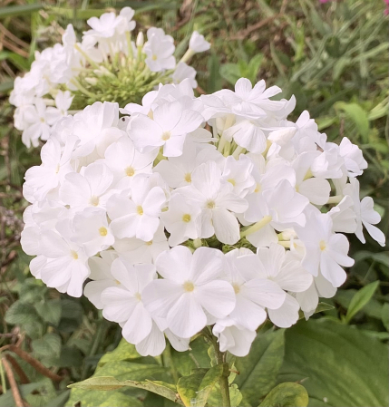 phlox in white