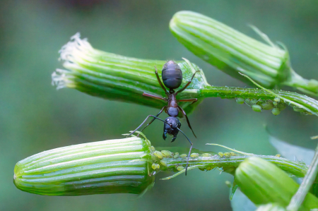 Ant Farming his Aphids