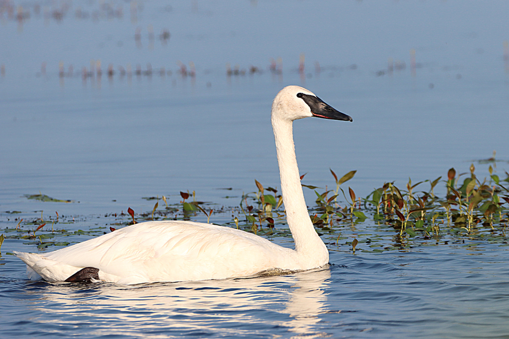 Trumpeter Swan