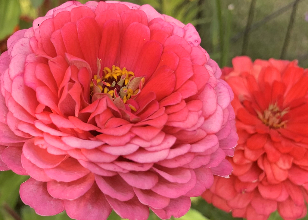 zinnia shades of pink