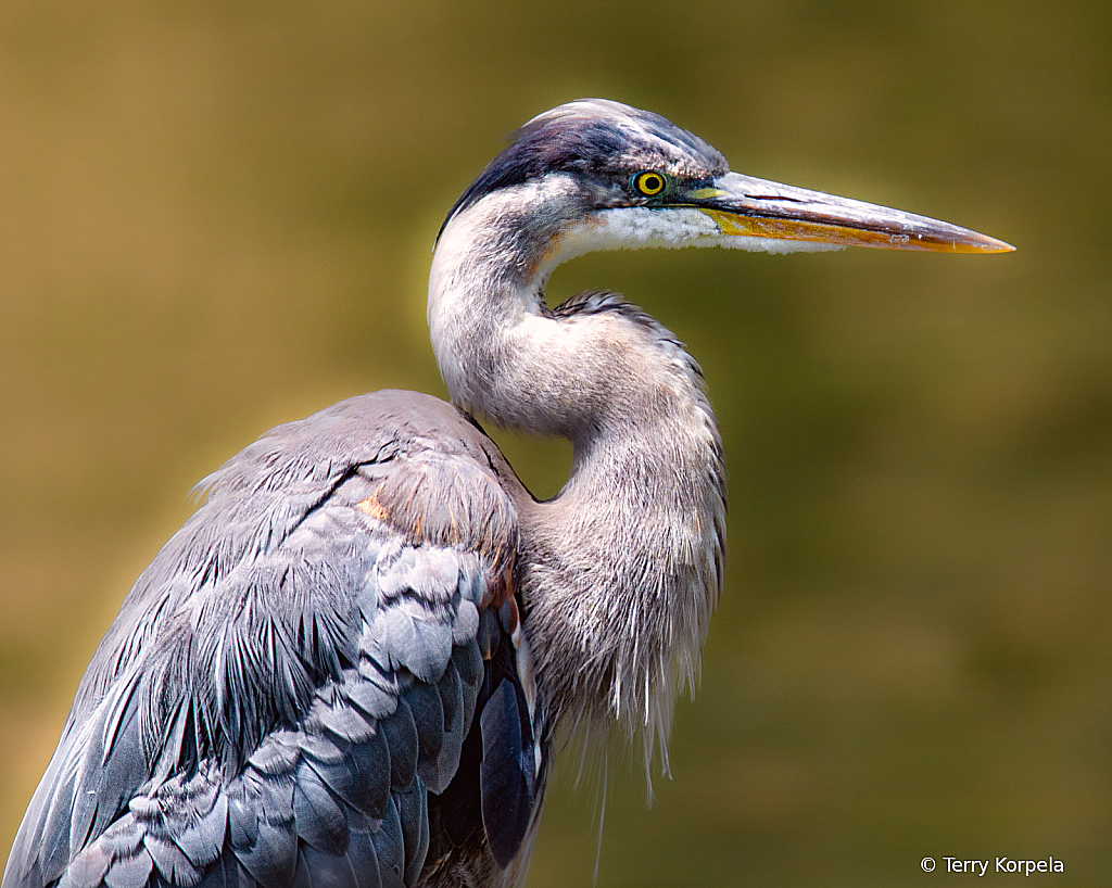 Great Blue Heron