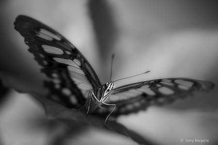 Malachite Butterfly B&W