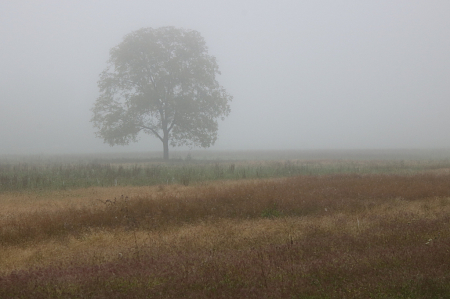 Late Summer Morning