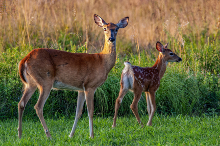 Alert Momma Deer