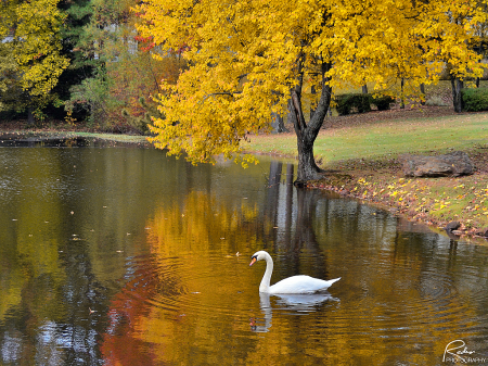 Autumn Day at the Park