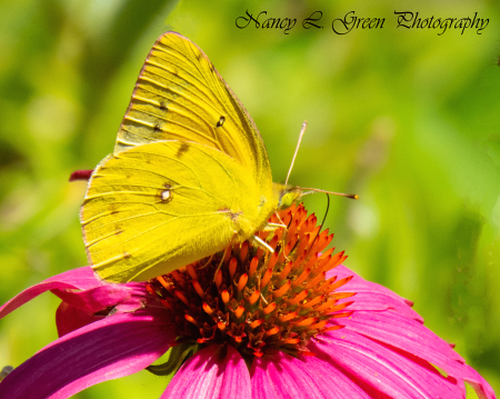 Yellow On Orange On Pink