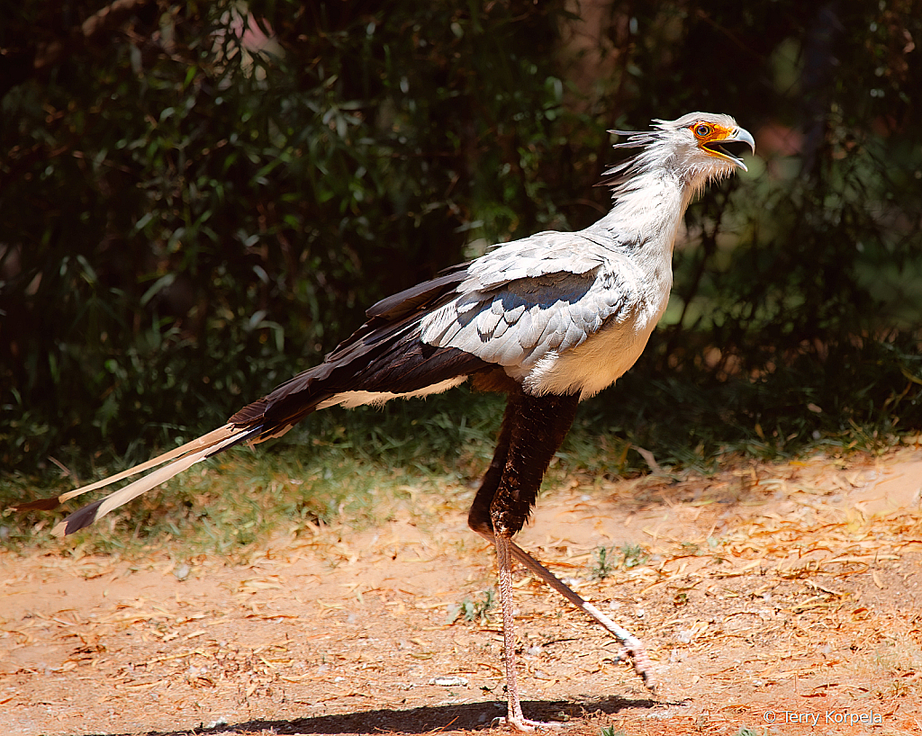 Secretary Bird