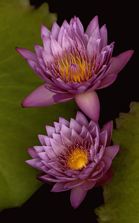 Two Pink Waterlilies