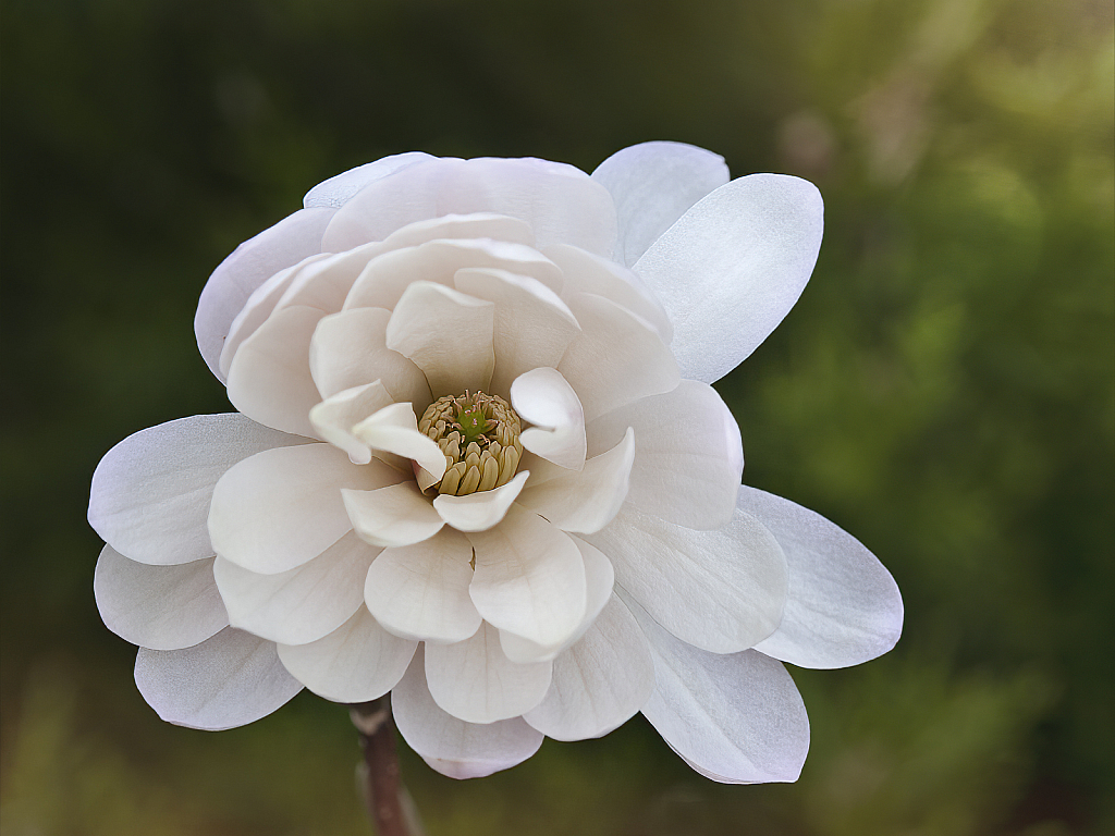 Magnolia Blossom