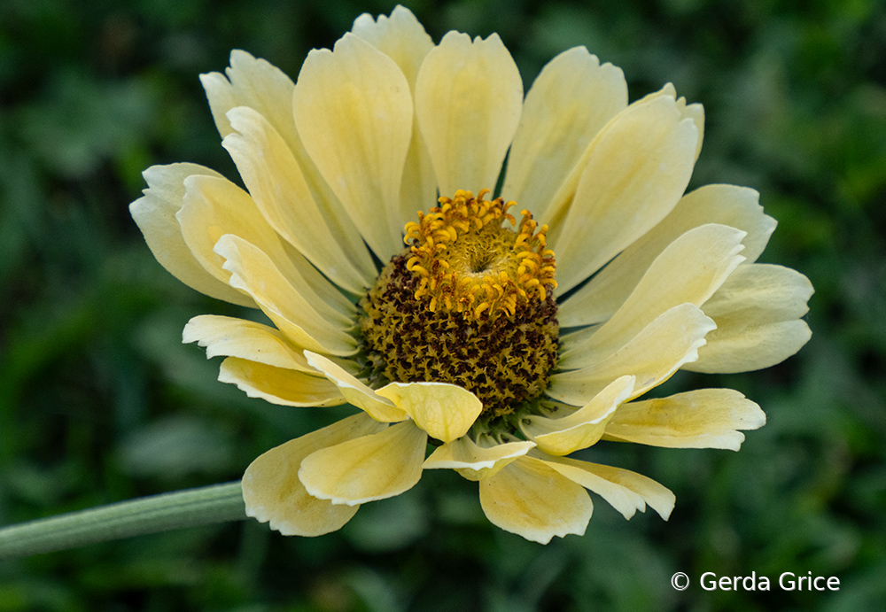 Late Summer Yellow Zinnia