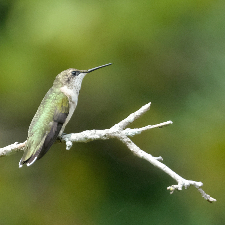 Perching Hummingbird