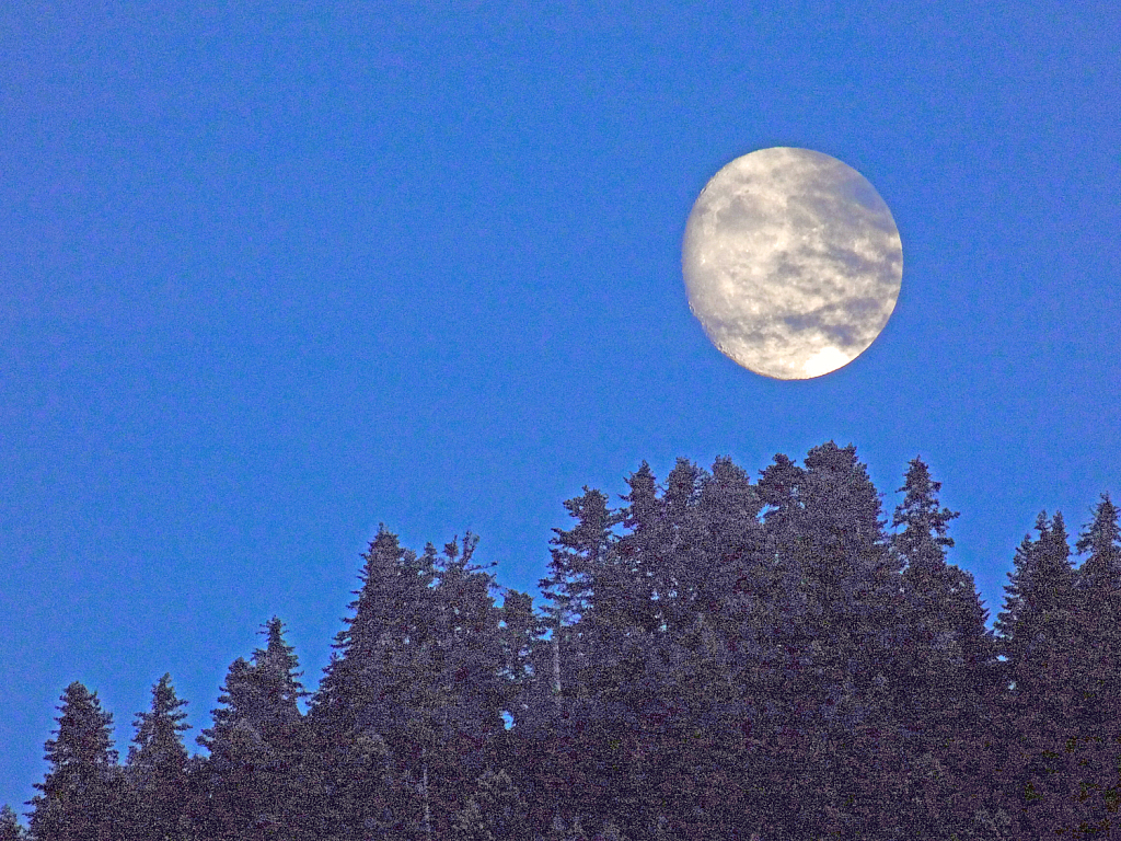 The moon above the forest.