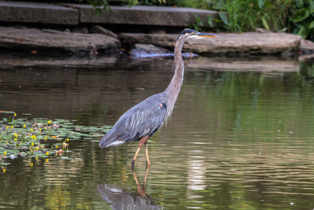 Great Blue Heron 