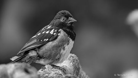 Spotted Towhee B&W