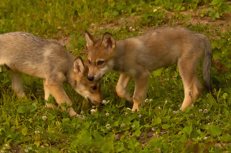 Two Baby Coyotes