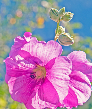 Hollyhock flower and buds.