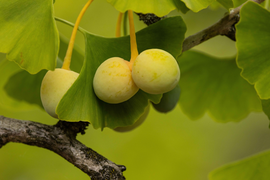 Ginkgo Berries