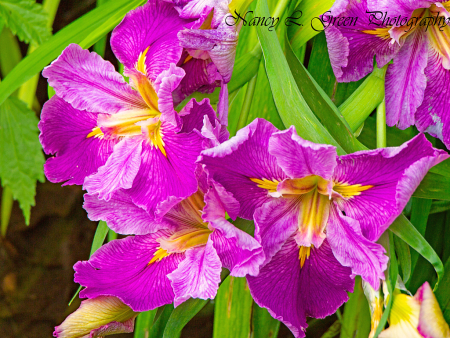 Purple Beauties