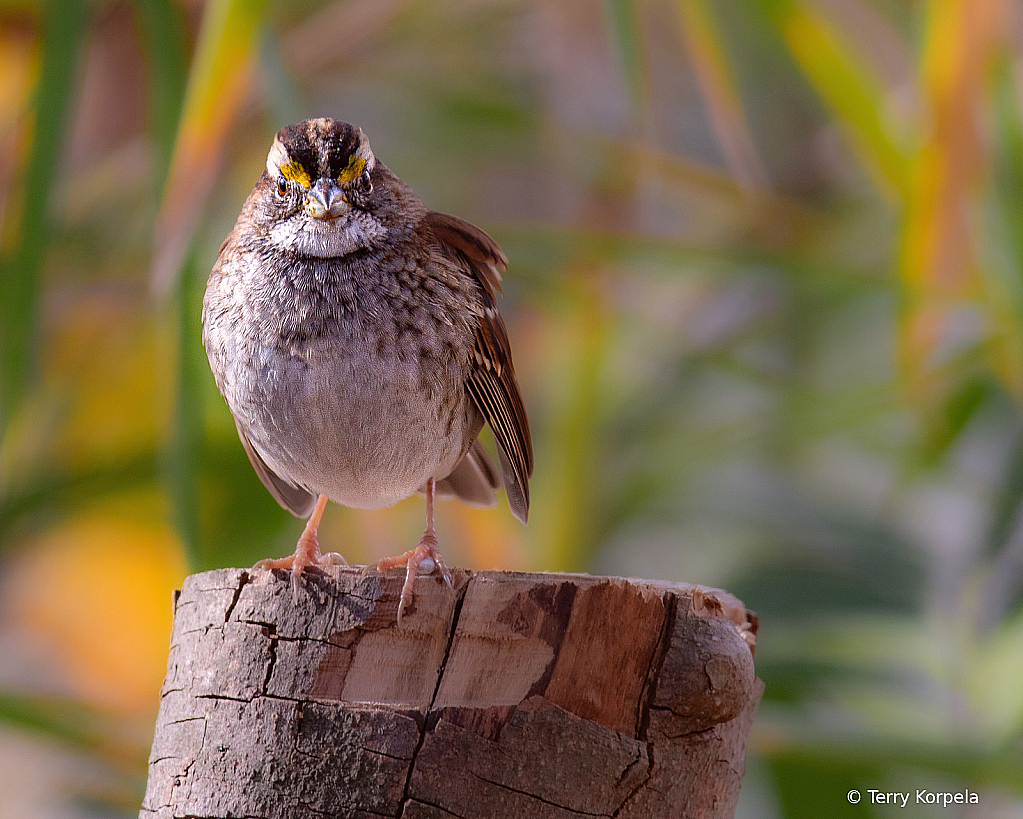 Savannah Sparrow