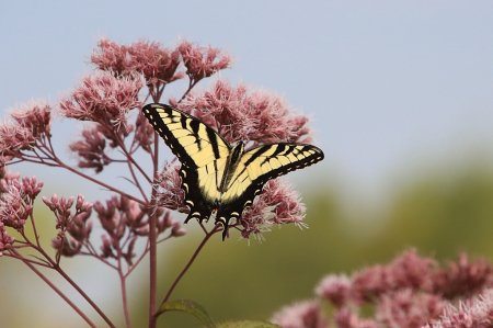 Swallowtail 