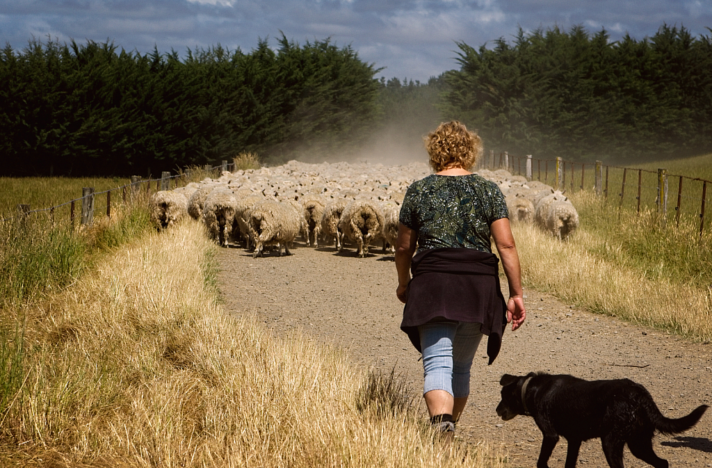 Bringing in the Sheep